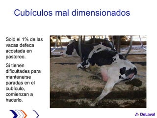 Cubículos mal dimensionados Solo el 1% de las vacas defeca acostada en pastoreo.  Si tienen dificultades para mantenerse paradas en el cubículo, comienzan a hacerlo.  