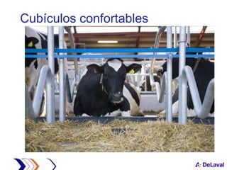 Cubículos confortables  