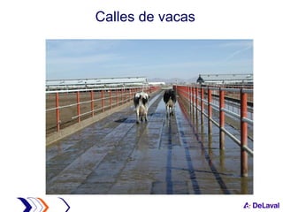 Calles de vacas  