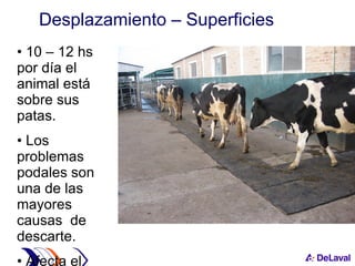10 – 12 hs por día el animal está sobre sus patas. Los problemas podales son una de las mayores causas  de descarte. Afecta el normal comportamiento animal.  Desplazamiento – Superficies 