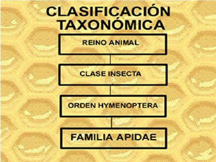 Características de las abejas