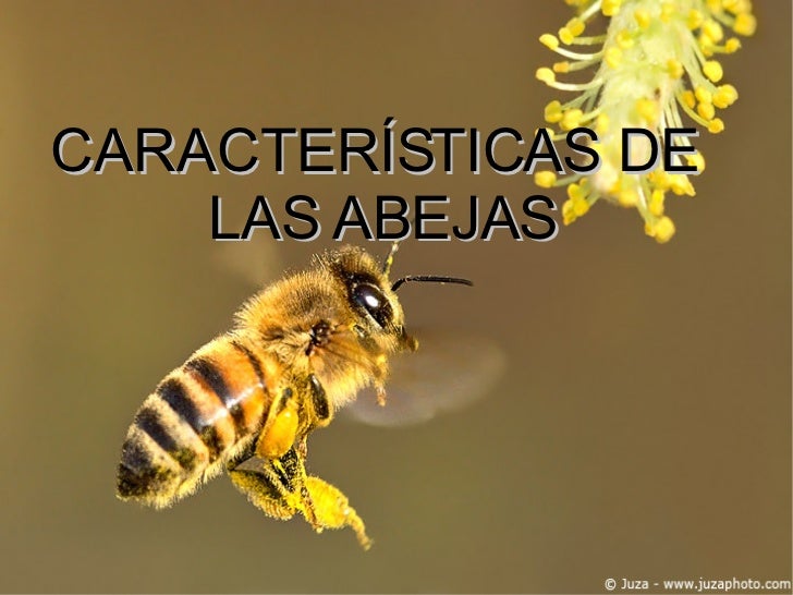 Características de las abejas
