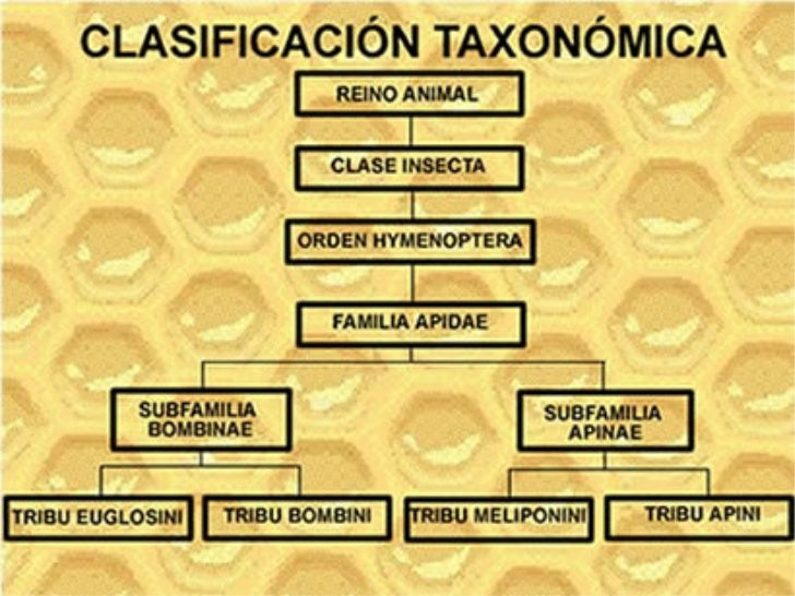 Taxonomia De Las Abejas