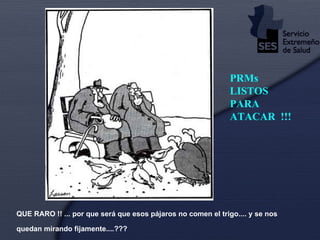 QUE RARO !! ... por que será que esos pájaros no comen el trigo.... y se nos quedan mirando fijamente....??? PRMs LISTOS PARA ATACAR  !!! 