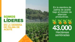 EN LA SIEMBRA
DE PALMA DE
ACEITE
LÍDERES
En la siembra de
palma de aceite
bajo el modelo de
alianzas
productivas.
43.000Hectáreas
sembradas
SOMOS
 