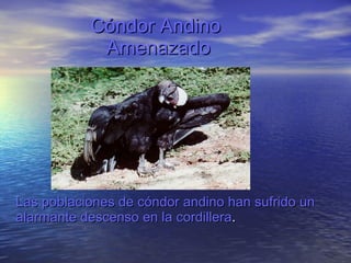 Cóndor Andino  Amenazado Las poblaciones de cóndor andino han sufrido un alarmante descenso en la cordillera . 