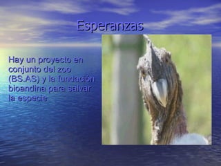 Esperanzas Hay un proyecto en conjunto del zoo (BS.AS) y la fundación bioandina para salvar  la especie 
