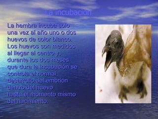 La incubación La hembra incuba solo una vez al año uno o dos huevos de color blanco. Los huevos son medidos al llegar al centro y, durante los dos meses que dura la incubación se controla el normal desarrollo del embrión dentro del huevo  hasta el momento mismo del nacimiento. 
