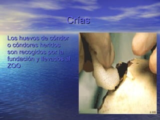 Crías Los huevos de cóndor o cóndores heridos son recogidos por la fundación y llevados al ZOO 