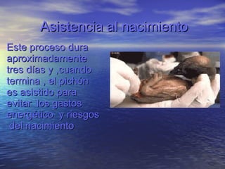 Asistencia al nacimiento Este proceso dura aproximadamente tres días y ,cuando termina , el pichón es asistido para evitar  los gastos  energético  y riesgos  del nacimiento 