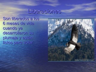 Liberaciones Son liberados a los  6 meses de vida  cuando ya desarrollaron su plumaje y están  listos para volar 