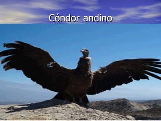 Cóndor andino 