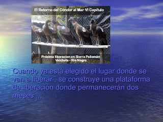Cuando ya está elegido el lugar donde se van a liberar , se construye una plataforma de liberación donde permanecerán dos meses ... 
