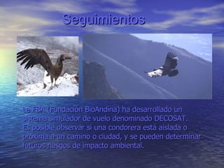 Seguimientos La FBA (Fundación BioAndina) ha desarrollado un sistema simulador de vuelo denominado DECOSAT. Es posible observar si una condorera está aislada o próxima a un camino o ciudad, y se pueden determinar futuros riesgos de impacto ambiental. 