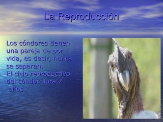 La   Reproducción Los cóndores tienen   una pareja de por  vida, es decir, nunca  se separan.  El ciclo reproductivo  del cóndor dura 2 años 