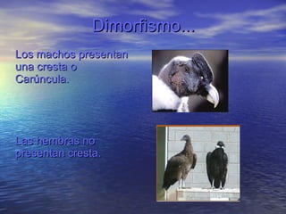 Dimorfismo... Los machos presentan  una cresta o  Carúncula. Las hembras no  presentan cresta.  