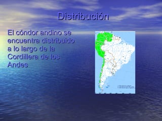Distribución El cóndor andino se encuentra distribuido a lo largo de la Cordillera de los Andes 