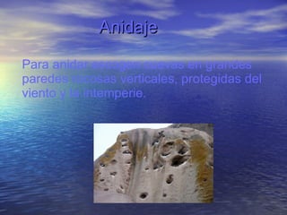 Anidaje  Para anidar escogen cuevas en grandes paredes rocosas verticales, protegidas del viento y la intemperie. 