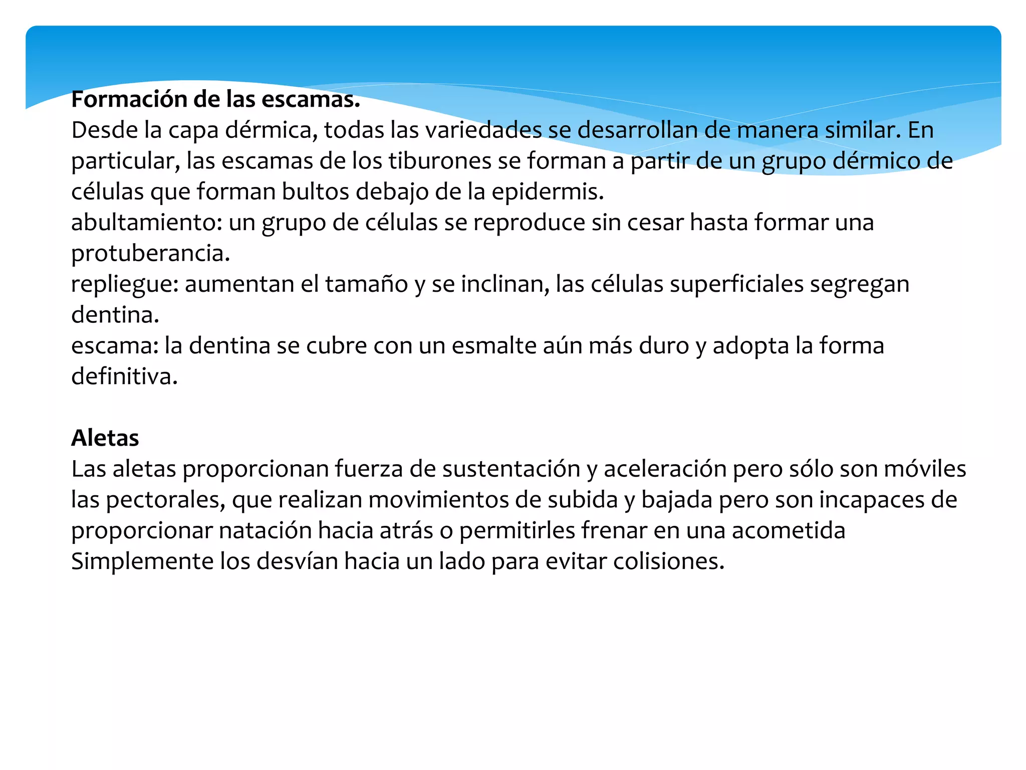 Formación de las escamas.
Desde la capa dérmica, todas las variedades se desarrollan de manera similar. En
particular, las escamas de los tiburones se forman a partir de un grupo dérmico de
células que forman bultos debajo de la epidermis.
abultamiento: un grupo de células se reproduce sin cesar hasta formar una
protuberancia.
repliegue: aumentan el tamaño y se inclinan, las células superficiales segregan
dentina.
escama: la dentina se cubre con un esmalte aún más duro y adopta la forma
definitiva.
Aletas
Las aletas proporcionan fuerza de sustentación y aceleración pero sólo son móviles
las pectorales, que realizan movimientos de subida y bajada pero son incapaces de
proporcionar natación hacia atrás o permitirles frenar en una acometida
Simplemente los desvían hacia un lado para evitar colisiones.
 