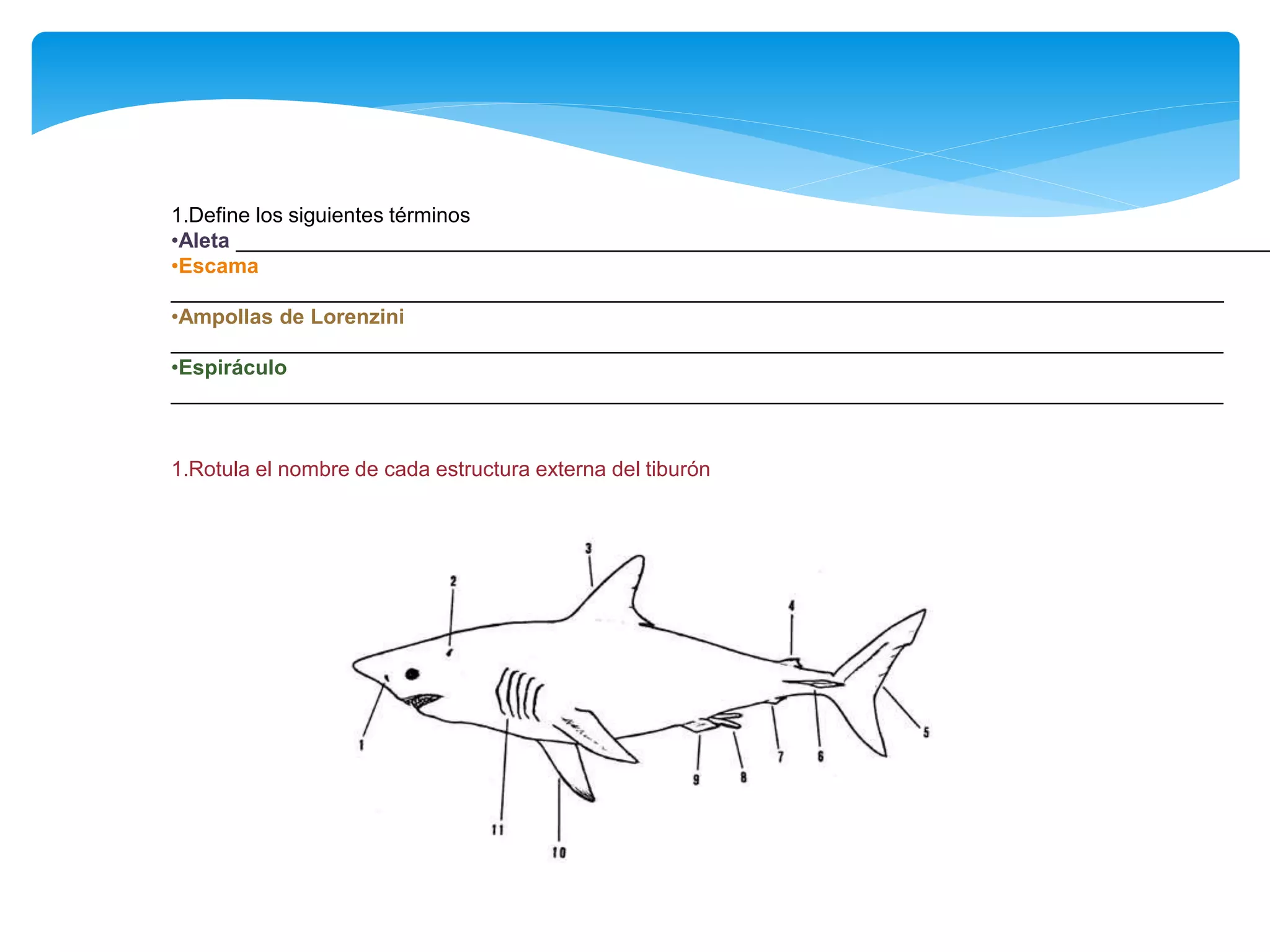 Aplica tus conocimientos
1.Define los siguientes términos
•Aleta _________________________________________________________________________________________
•Escama
__________________________________________________________________________________________
•Ampollas de Lorenzini
__________________________________________________________________________________________
•Espiráculo
__________________________________________________________________________________________
1.Rotula el nombre de cada estructura externa del tiburón
 