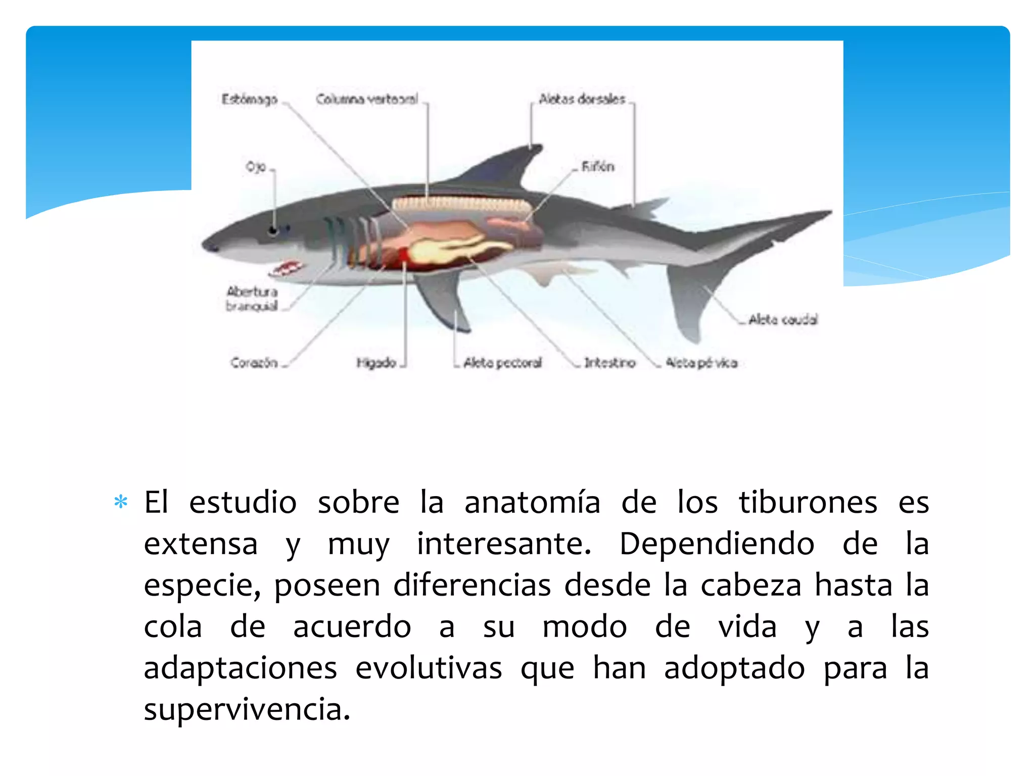  El estudio sobre la anatomía de los tiburones es
extensa y muy interesante. Dependiendo de la
especie, poseen diferencias desde la cabeza hasta la
cola de acuerdo a su modo de vida y a las
adaptaciones evolutivas que han adoptado para la
supervivencia.
 