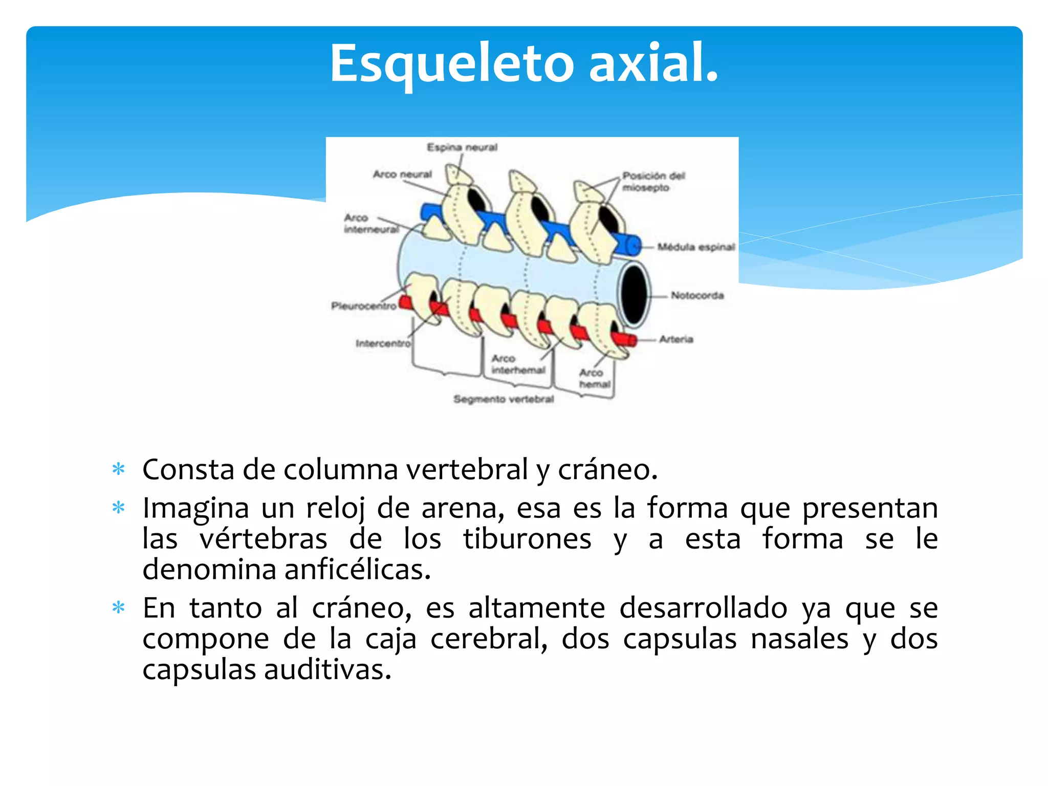  Consta de columna vertebral y cráneo.
 Imagina un reloj de arena, esa es la forma que presentan
las vértebras de los tiburones y a esta forma se le
denomina anficélicas.
 En tanto al cráneo, es altamente desarrollado ya que se
compone de la caja cerebral, dos capsulas nasales y dos
capsulas auditivas.
Esqueleto axial.
 
