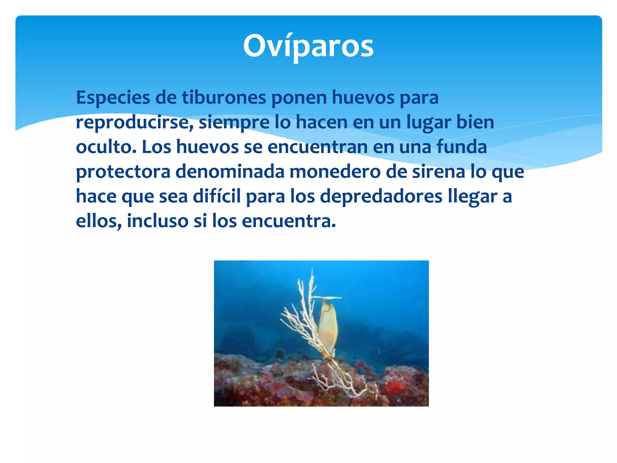 Ovíparos
 Especies de tiburones ponen huevos para
reproducirse, siempre lo hacen en un lugar bien
oculto. Los huevos se encuentran en una funda
protectora denominada monedero de sirena lo que
hace que sea difícil para los depredadores llegar a
ellos, incluso si los encuentra.
 