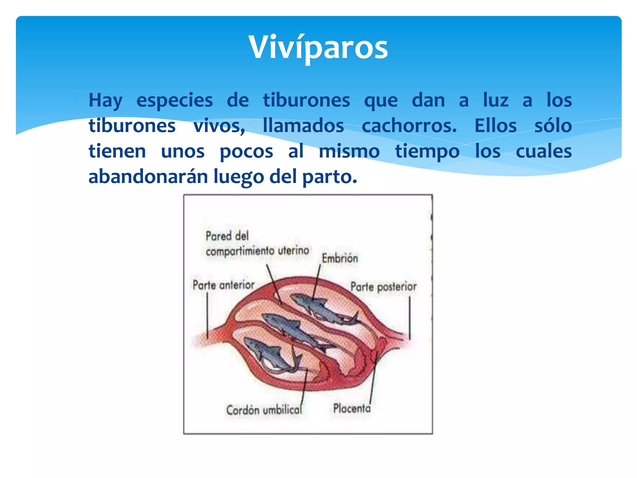  Hay especies de tiburones que dan a luz a los
tiburones vivos, llamados cachorros. Ellos sólo
tienen unos pocos al mismo tiempo los cuales
abandonarán luego del parto.
Vivíparos
 