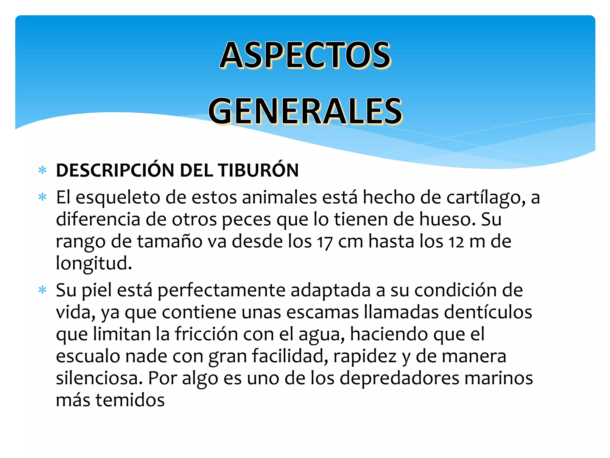  DESCRIPCIÓN DEL TIBURÓN
 El esqueleto de estos animales está hecho de cartílago, a
diferencia de otros peces que lo tienen de hueso. Su
rango de tamaño va desde los 17 cm hasta los 12 m de
longitud.
 Su piel está perfectamente adaptada a su condición de
vida, ya que contiene unas escamas llamadas dentículos
que limitan la fricción con el agua, haciendo que el
escualo nade con gran facilidad, rapidez y de manera
silenciosa. Por algo es uno de los depredadores marinos
más temidos
 