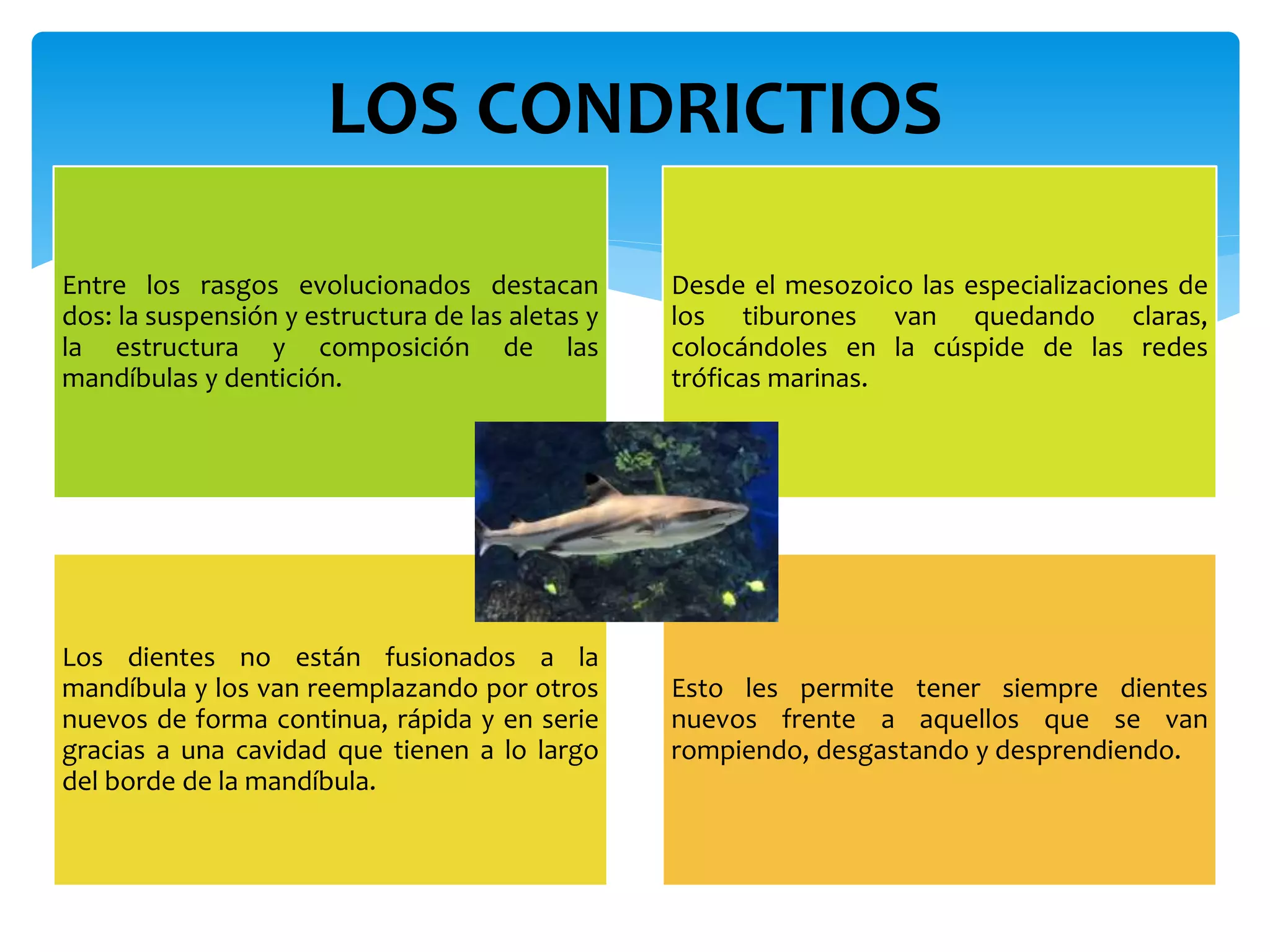 Entre los rasgos evolucionados destacan
dos: la suspensión y estructura de las aletas y
la estructura y composición de las
mandíbulas y dentición.
Desde el mesozoico las especializaciones de
los tiburones van quedando claras,
colocándoles en la cúspide de las redes
tróficas marinas.
Los dientes no están fusionados a la
mandíbula y los van reemplazando por otros
nuevos de forma continua, rápida y en serie
gracias a una cavidad que tienen a lo largo
del borde de la mandíbula.
Esto les permite tener siempre dientes
nuevos frente a aquellos que se van
rompiendo, desgastando y desprendiendo.
LOS CONDRICTIOS
 