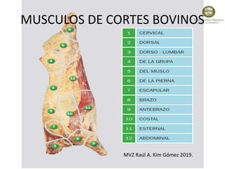 MUSCULOS DE CORTES BOVINOS
MVZ Raúl A. Kim Gómez 2019.
 