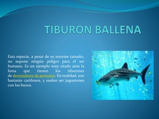 Esta especie, a pesar de su enorme tamaño,
no supone ningún peligro para el ser
humano. Es un ejemplo muy citado ante la
fama que tienen los tiburones
de devoradores de personas. En realidad, son
bastante cariñosos, y suelen ser juguetones
con los buzos.
 