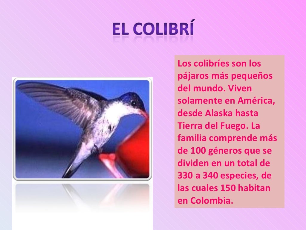 El cole en la web Infografía Colibrí