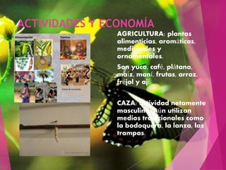 ACTIVIDADES Y ECONOMÍA
AGRICULTURA: plantas
alimenticias, aromáticas,
medicinales y
ornamentales.
Son yuca, café, plátano,
maíz, maní, frutas, arroz,
fréjol y ají.
CAZA: actividad netamente
masculina. Aún utilizan
medios tradicionales como
la bodoquera, la lanza, las
trampas.
 