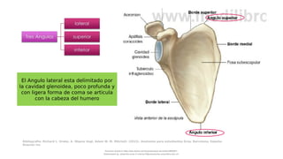 presentacion sobre la biomecanica de-hombro | PDF