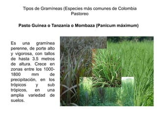 Tipos de Gramíneas (Especies más comunes de Colombia
Pastoreo
Es una gramínea
perenne, de porte alto
y vigorosa, con tallos
de hasta 3.5 metros
de altura. Crece en
zonas entre los 1000-
1800 mm de
precipitación, en los
trópicos y sub
trópicos, en una
amplia variedad de
suelos.
Pasto Guinea o Tanzania o Mombaza (Panicum máximum)
 