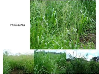 Pasto guinea
 
