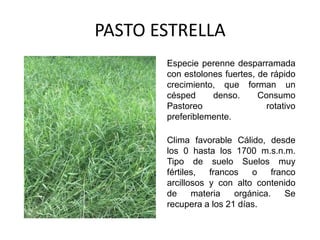 PASTO ESTRELLA
Especie perenne desparramada
con estolones fuertes, de rápido
crecimiento, que forman un
césped denso. Consumo
Pastoreo rotativo
preferiblemente.
Clima favorable Cálido, desde
los 0 hasta los 1700 m.s.n.m.
Tipo de suelo Suelos muy
fértiles, francos o franco
arcillosos y con alto contenido
de materia orgánica. Se
recupera a los 21 días.
 