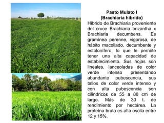 Pasto Mulato I
(Brachiaria híbrido)
Híbrido de Brachiaria proveniente
del cruce Brachiaria brizantha x
Brachiaria decumbens. Es
gramínea perenne, vigorosa, de
hábito macollado, decumbente y
estolonífero, lo que le permite
tener una alta capacidad de
establecimiento. Sus hojas son
lineales, lanceoladas de color
verde intenso presentando
abundante pubescencia, sus
tallos de color verde intenso y
con alta pubescencia son
cilíndricos de 55 a 80 cm de
largo. Más de 30 t. de
rendimiento por hectárea. La
proteína bruta es alta oscila entre
12 y 15%.
 