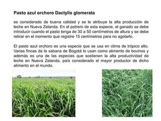 Pasto azul orchoro Dactylis glomerata
es considerado de buena calidad y se le atribuye la alta producción de
leche en Nueva Zelanda. En el potrero de esta especie, el ganado se debe
introducir cuando el pasto tenga de 30 a 50 centímetros de altura y se debe
retirar en el momento que registre 15 centímetros para no agotarlo.
El pasto azul orchoro es una especie que se usa en clima de trópico alto.
Varias fincas de la sabana de Bogotá lo usan como alimento de bovinos y
además es una de las especies que sostienen la alta productividad de
leche en Nueva Zelanda, país considerado el mayor productor de dicho
alimento en el mundo.
 