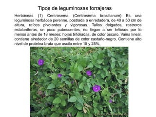 Tipos de leguminosas forrajeras
Herbáceas (1) Centrosema (Centrosema brasilianum) Es una
leguminosa herbácea perenne, postrada a enredadera, de 40 a 50 cm de
altura, raíces pivotantes y vigorosas. Tallos delgados, rastreros
estoloníferos, un poco pubescentes, no llegan a ser leñosos por lo
menos antes de 18 meses; hojas trifoliadas, de color oscuro. Vaina lineal,
contiene alrededor de 20 semillas de color castaño-negro. Contiene alto
nivel de proteína bruta que oscila entre 15 y 25%.
 