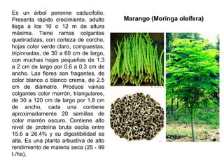 Es un árbol perenne caducifolio.
Presenta rápido crecimiento, adulto
llega a los 10 o 12 m de altura
máxima. Tiene ramas colgantes
quebradizas, con corteza de corcho,
hojas color verde claro, compuestas,
tripinnadas, de 30 a 60 cm de largo,
con muchas hojas pequeñas de 1.3
a 2 cm de largo por 0.6 a 0.3 cm de
ancho. Las flores son fragantes, de
color blanco o blanco crema, de 2.5
cm de diámetro. Produce vainas
colgantes color marrón, triangulares,
de 30 a 120 cm de largo por 1.8 cm
de ancho, cada una contiene
aproximadamente 20 semillas de
color marrón oscuro. Contiene alto
nivel de proteína bruta oscila entre
15.6 a 26.4% y su digestibilidad es
alta. Es una planta arbustiva de alto
rendimiento de materia seca (25 - 99
t./ha).
Marango (Moringa oleífera)
 