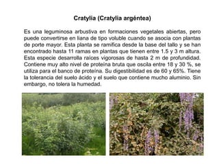 Cratylia (Cratylia argéntea)
Es una leguminosa arbustiva en formaciones vegetales abiertas, pero
puede convertirse en liana de tipo voluble cuando se asocia con plantas
de porte mayor. Esta planta se ramifica desde la base del tallo y se han
encontrado hasta 11 ramas en plantas que tienen entre 1.5 y 3 m altura.
Esta especie desarrolla raíces vigorosas de hasta 2 m de profundidad.
Contiene muy alto nivel de proteína bruta que oscila entre 18 y 30 %, se
utiliza para el banco de proteína. Su digestibilidad es de 60 y 65%. Tiene
la tolerancia del suelo ácido y el suelo que contiene mucho aluminio. Sin
embargo, no tolera la humedad.
 