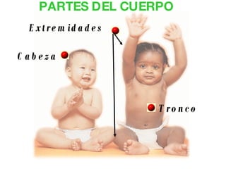 PARTES DEL CUERPO Cabeza Tronco Extremidades 