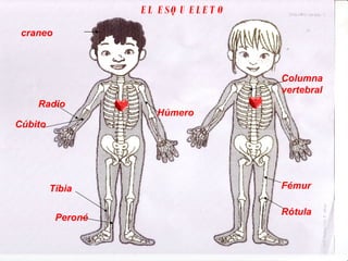 craneo Húmero Radio Cúbito Columna  vertebral Fémur Tíbia Peroné Rótula EL ESQUELETO 