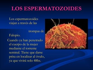 LOS ESPERMATOZOIDES Los espermatozoides viajan a través de las  trompas de Falopio.  Cuando ya han penetrado el cuerpo de la mujer mediante el torrente seminal. Tiene que darse prisa en localizar al óvulo, ya que vivirá solo 48hs.   