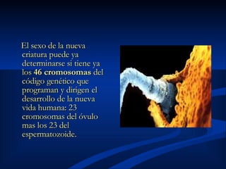 El sexo de la nueva criatura puede ya determinarse si tiene ya los  46 cromosomas  del código genético que programan y dirigen el desarrollo de la nueva vida humana: 23 cromosomas del óvulo mas los 23 del espermatozoide. 