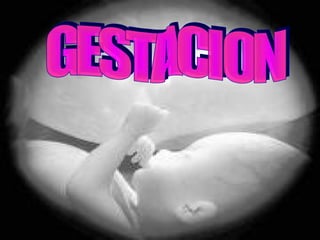 GESTACION 