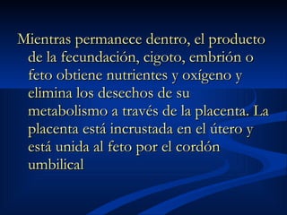 Mientras permanece dentro, el producto de la fecundación, cigoto, embrión o feto obtiene nutrientes y oxígeno y elimina los desechos de su metabolismo a través de la placenta. La placenta está incrustada en el útero y está unida al feto por el cordón umbilical 