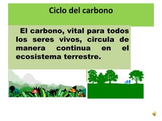 Ciclo del carbono
El carbono, vital para todos
los seres vivos, circula de
manera continua en el
ecosistema terrestre.
 